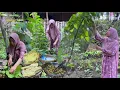 Download Lagu Panen beberapa sayur di kebun, masak urap urap bayam, nikmat luar biasa, masakan desa 