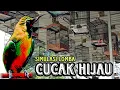 Download Lagu SIMULASI LOMBA BURUNG CUCAK IJO‼️CEPAT GACOR MATERI MENGALIR DERAS TERPANCING EMOSI TARUNG