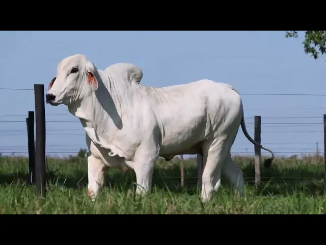 Touro Tabapuã TAB - 1022