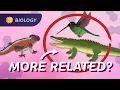 Phylogeny How We re All Related Crash Course Biology