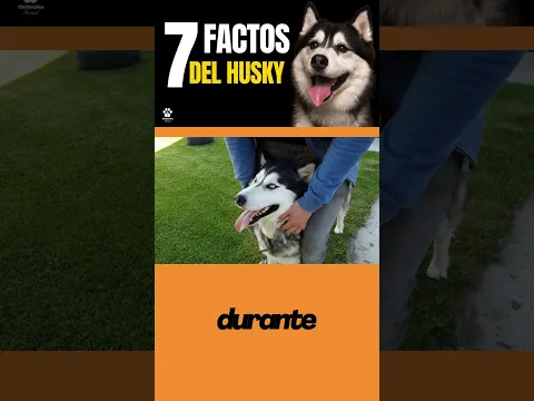 La verdad de Tenerlos  #perros #perro #husky #huskysiberiano #comportamientocanino