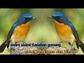 Download Lagu Jernih, suara alami tledekan gunung sangat cocok untuk pikat dan pancingan