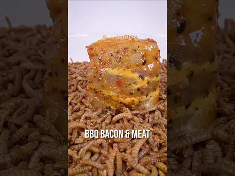 Mealworms Vs. BBQ Bacon & Meat 🥓🍖