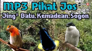 Download Terbaik‼️,JingJing Batu,Sogon,Kemade Liar Pasti Klepek² (Suara Pikat) MP3