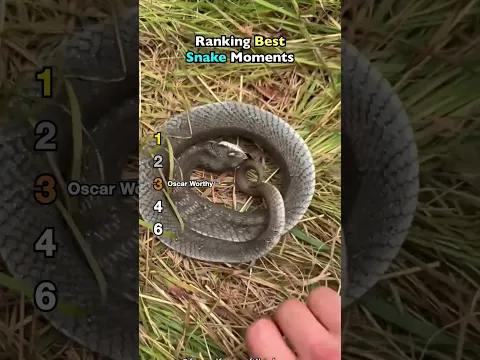 Ranking Best Snake Moments