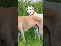 Download Lagu Greyhond dogs shikari kutte top speed dogs 💥#youtubeshorts #dogs #india #youtube