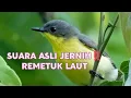 Lagu SUARA ASLI JERNIH‼️REMETUK LAUT 2025