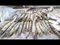 Download Lagu TANGKAP UDANG SISA PANEN TAMBAK SAAT CUACA PANAS MENYALA🔥🔥