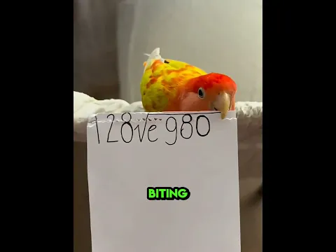 Parrot’s Secret Message 🦜❤️