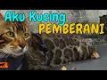 Download Lagu WAW, Ternyata Kucing Bengal Gak Ada Takutnya | SI OTAN (31/01/20) PART 2