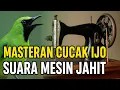 Lagu Masteran Cucak Ijo Gacor Jamtrok‼️Suara Mesin Jahit Bikin Ngerol Nonstop