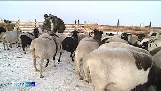 На развитие семейной фермы в Омской области можно получить до 20 миллионов рублей