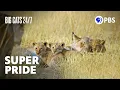 Super Pride The Xudum Pride Becomes One of the Largest In the World Big Cats PBS
