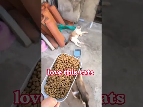 This is the Cutest Cats of YouTube 😻❤️😍 #cat #catvideos #DreamTrackAI #cute #shorts