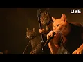 Download Lagu Black Mewtal - Stay Here Please ( Live at ROCK meow RING 2025)