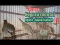 Download Lagu Tesss mental burung Opior Jawa supaya gacor