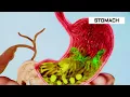 How the Digestive System Works | 3D Animation
