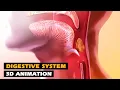 How the Digestive System Works 3D Animation