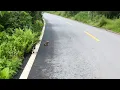 Download Lagu I'm so glad I stopped! I wasn't mistaken, there really were two puppies on the roadside!