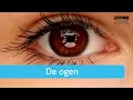 De ogen | Samenvatting