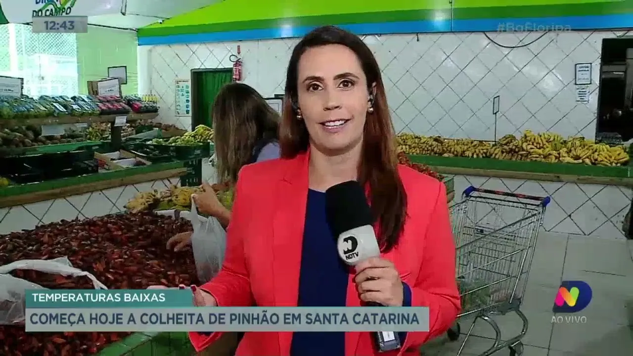 Começa a colheita de pinhão em Santa Catarina
