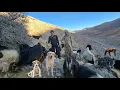 Epic Nomad Kids Guiding Goats Through Extreme Mountain Trails
