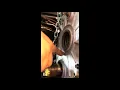1995 LT1 Easy Optispark installation