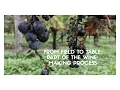 From field to table the wine-making process