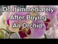 Lagu Do this right after purchasing orchids to ensure longevity!