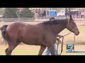 2020 ATOKAD Horse Racing Days