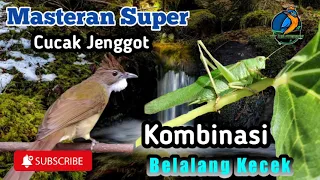 masteran cucak jenggot kombinasi belalang kecek masteran handal masteran lomba