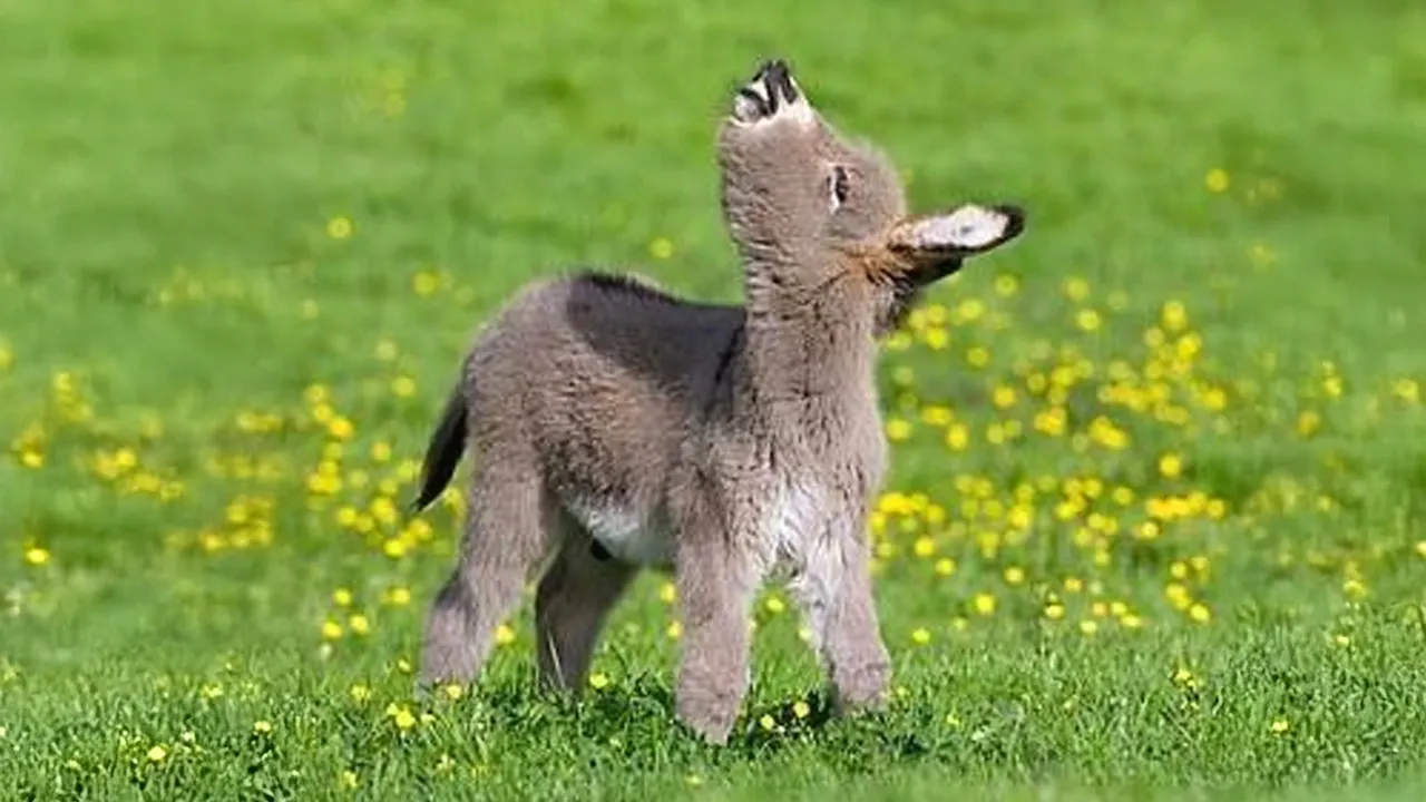 Animals Are The CUTEST in the World 🤣 Funny Animals Videos 2025