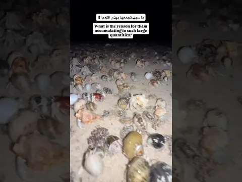 كائنات السرطان الناسك تغزو شاطئ بمة بولاية قريات 🇴🇲