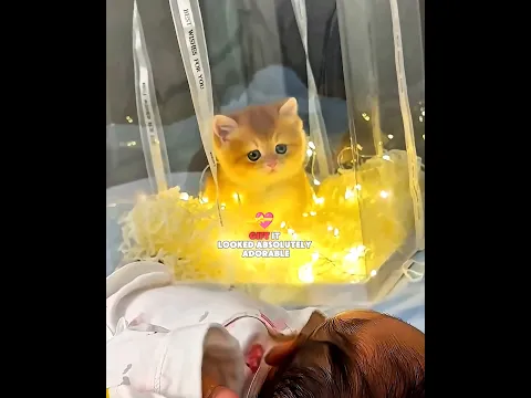 Dad Gifted His Son Cute Little Cat πΊπ #shorts #usa #cat