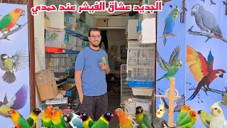 زيارة عند حمدي تعرف على أتمنة مختلف أنواع الطيور الفيشر والكروبيون أجيو نتولعو فرجة ممتعة 