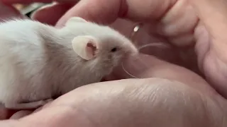 My mouse enjoys a massage