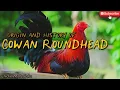 Origin and History of Cowan Roundhead Gamefowl Bloodline