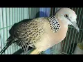Download Lagu Perkutut Cantik - Perkutut Cantik #burung #burung #burungcantik