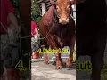 Download Lagu SAPI QURBAN PRABOWO PEMENANGNYA_5 SAPI TERBESAR TAHUN 2024 #shorts #indonesia #artis #prabowo