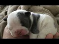 Dog Breeding Back to Back Unethical Unwise Sensible The Good The Bad The Ugly