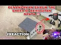 Download Lagu PENAMPAKAN SHAUN THE SHEEP DI KEHIDUPAN NYATA !!! - #REACTION