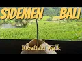 Lagu Sidemen Bali part 3: Exploring the Peaceful Rice Fields of Sidemen, Bali