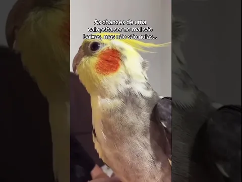 já viram uma calopsita do mal