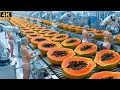 Lagu Inside a Modern European Papaya Factory – What Really Happens Before It Reaches Stores