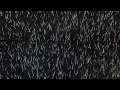 Amentia - Serpent (Organic, Deep, Melodic House)