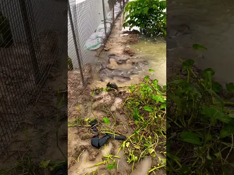 Mass Catfish Migration in Muddy Floodwaters, Catfish Flood Escape