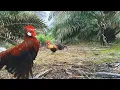 Download Lagu Ayam hutan ganas!!! mikat ayam hutan merah