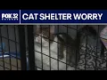 NIPSCO bills put northwest Indiana cat shelter at risk of closing