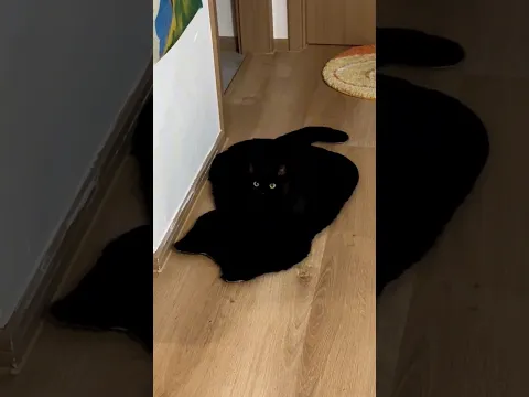 He Has The Greatest Camouflage 🤯