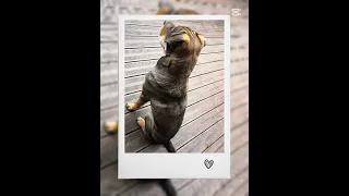                     دندنها